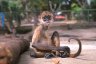 Geoffroy’s Spider Monkey (<em>Ateles geoffroyi</em>) juv., Zoologico Nacional, near Carretera Masaya-Managua, NICARAGUA